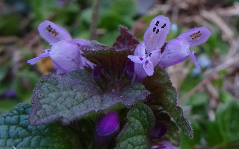 Lamium purpureum / Falsa ortica purpurea